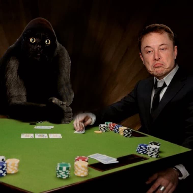 Apecat sits at a poker table across from a stone-faced player, cards and chips on the felt.